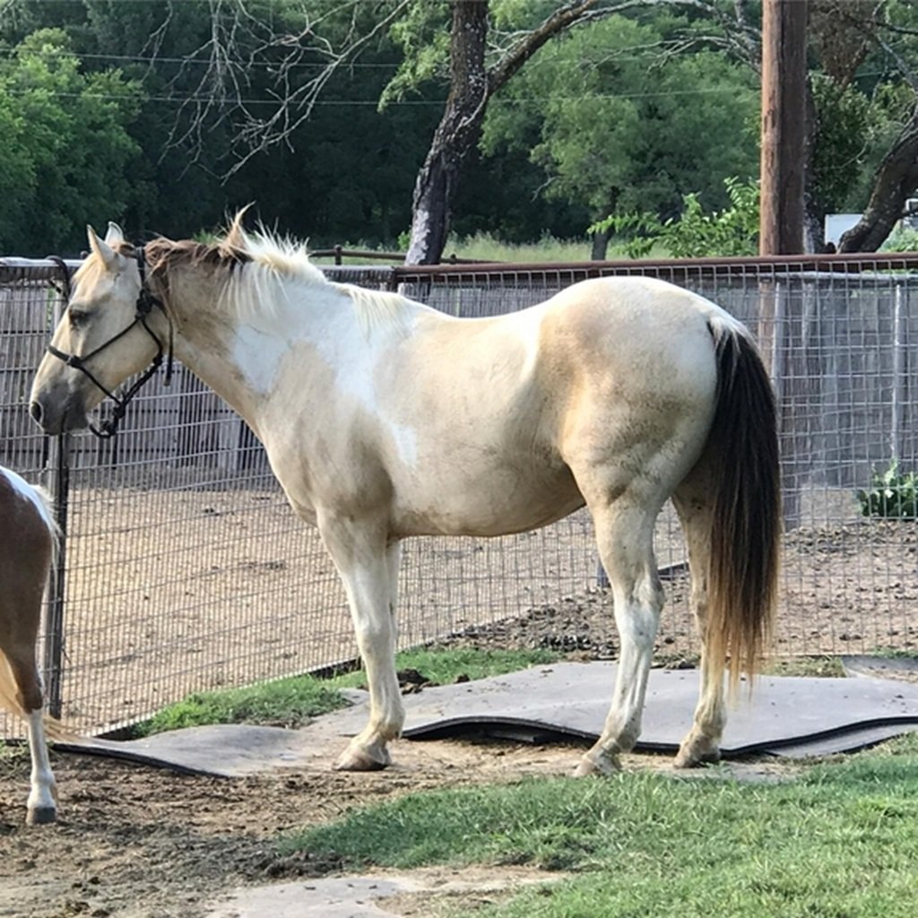 Cimarron
